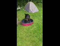 Large black dog in small pink pool 