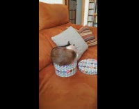 Brown white cat sits inside round box 