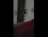 grey cat jumping and falling in slomo