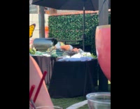 Collab IITW - Woman lie down on table at bar