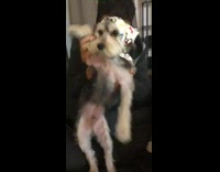 Owner holds dogs arms and makes it dance it to Mo Bamba