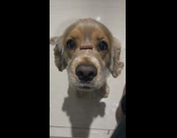 Puppy waits to eat treat 