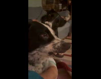 Dog licks ear of another angry dog