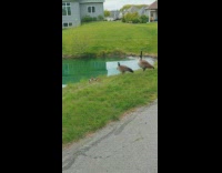 Two families of geese together at the pond