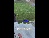 Collab PubityPets - Black Dog waits by door with blue ball thrower 