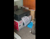 Cat sitting watching printer send it a note 