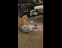 Collab BitchMP - Orange cat curious about baby doll
