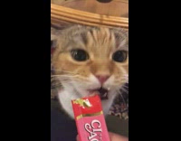 Cat licks and eats pink tube treat 