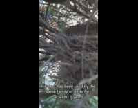 Robins blue egg on nest same family