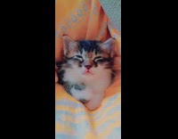 Kitten lying down on a cat bed falling asleep