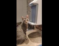 Gray cat press play with water dispenser