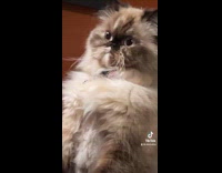 Zoom in face of standing gray cat