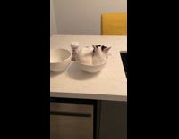 Lady cooking dinner finds cat in bowl 