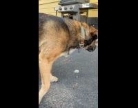 Cicada make noise inside mouth of dog