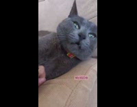 Grey Shorthair Cat Lays on Couch 