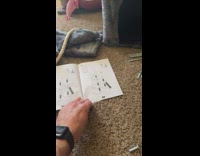 Collab Clips MPUGC - Cat attacks furniture instructions paper