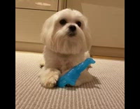 White dog holds and chews blue toy 