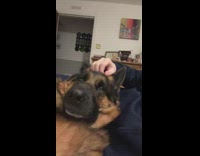 Collab Clips mpugc - Dog yawns and suddenly gets up