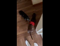 Collab Clips MPUGC - Dog with coke soda label wrap