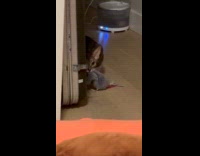 Cat peeking by hoomans bedroom door 