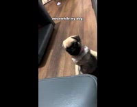 Couple gets dog instead of having kids