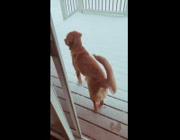 Dog slips while stretching on snow 