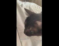 Black cat tries to steal blue pencil