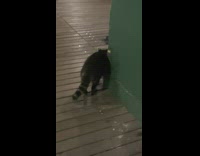 Raccoon walks on bridge and next to trashcan 