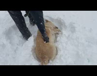 Brown dog lay and enjoy the snow