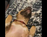 Dog lays on back gets massage roller