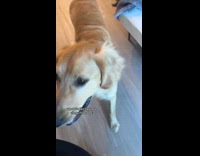 Clingy pet dog follows its owner walk