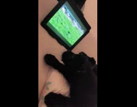 Dog lie down watches puppies on tablet