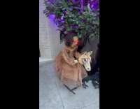 Scary doll rocking horse beside the plant