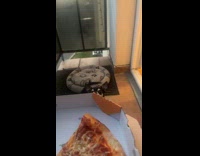 Dog standing trying to reach for pizza 