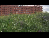 Dog runs hops through field yellow flowers