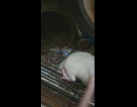 Rat stole tube treats and open lid