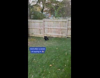 Collab BitchMP - Dog under fence new friend