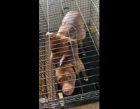 Disgusted Man Scolds Humpy Dog in Cage