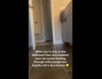 Cat caught strolling while biting burger buns