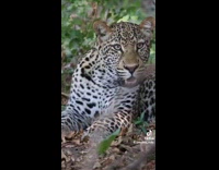 Collab PubityPets - Wild leopard stares at camera and snarls in slow motion