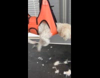 Dog hang on harness paddles while blow dried