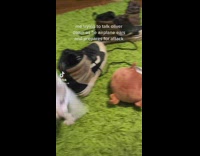 Small kitten running around shoes 