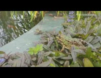 Frog hunt insects slow motion compilation pond