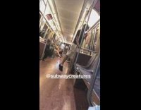 a man in black shirt hat growls like dog on subway