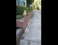 Shiba inu exploring bushes 