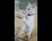 White cat stands eats food hand table
