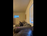 Cat watches dogs playing on couch