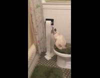 white cat playing with toilet paper