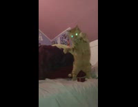 Ginger cat catches hair tie bedroom slow motion