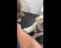 Woman asks for paw of two dogs